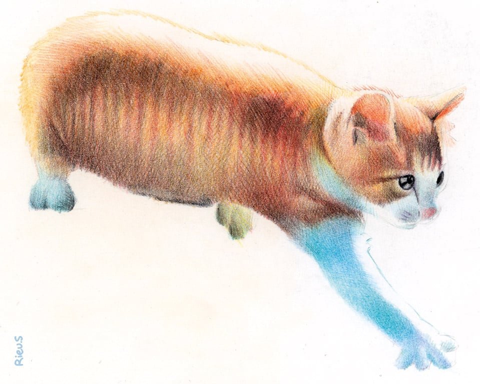 Cat Drawing